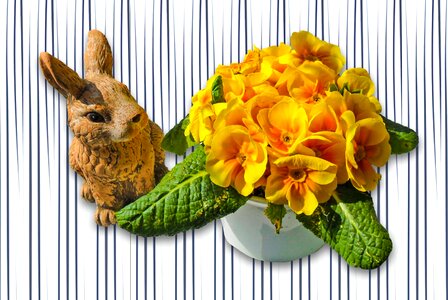 Dwarf bunny sweet easter bunny