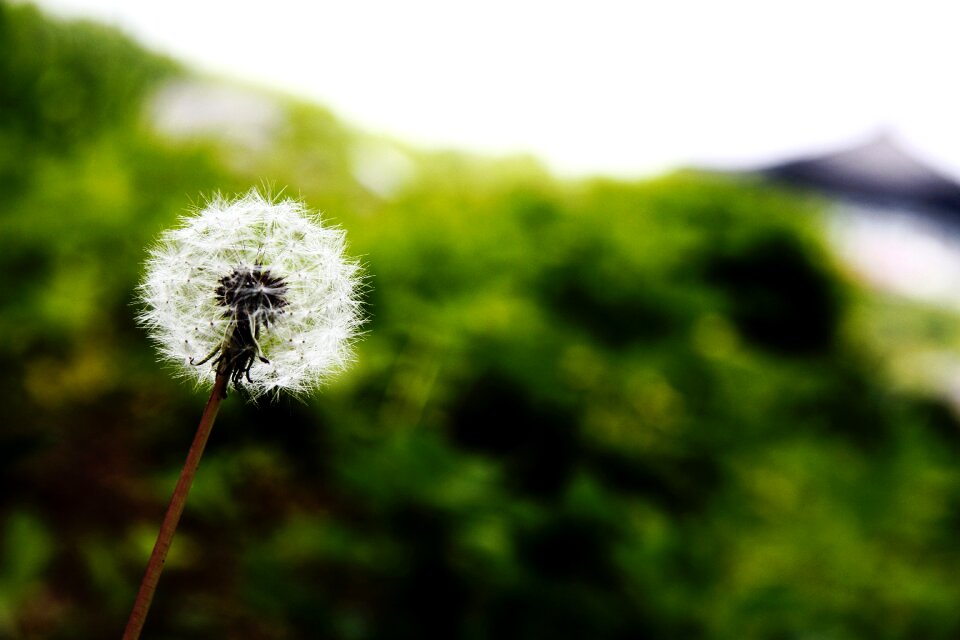 Plants tabitha spore