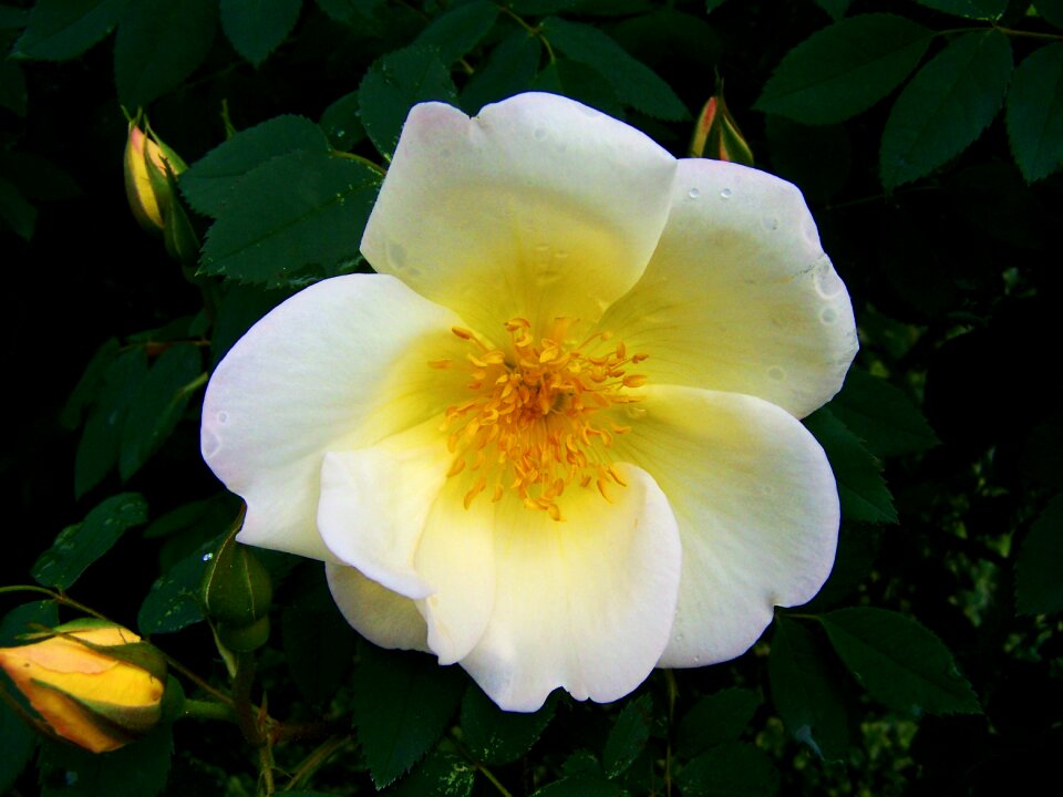 White and yellow roses flower garden spring flower