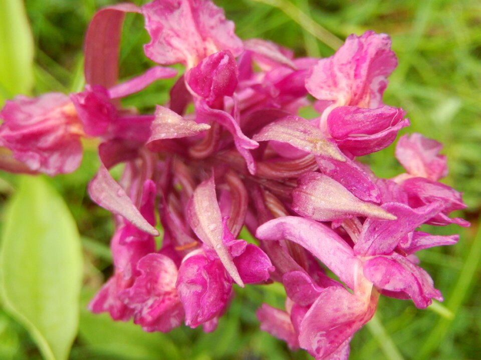 Wild hyacinth flower spring