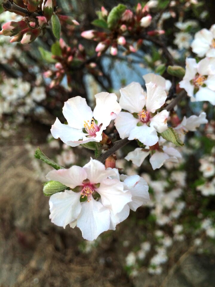 Spring flowers nature