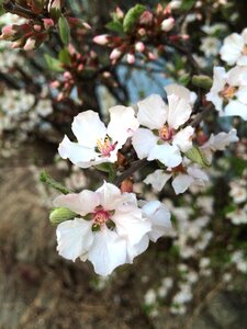 Spring flowers nature