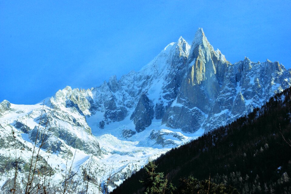 The wiry needle-green chamonix
