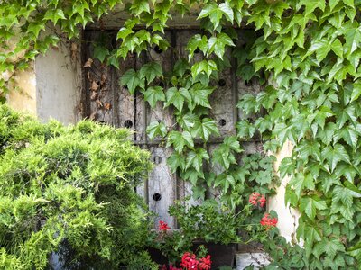 Overgrown bressanone south tyrol