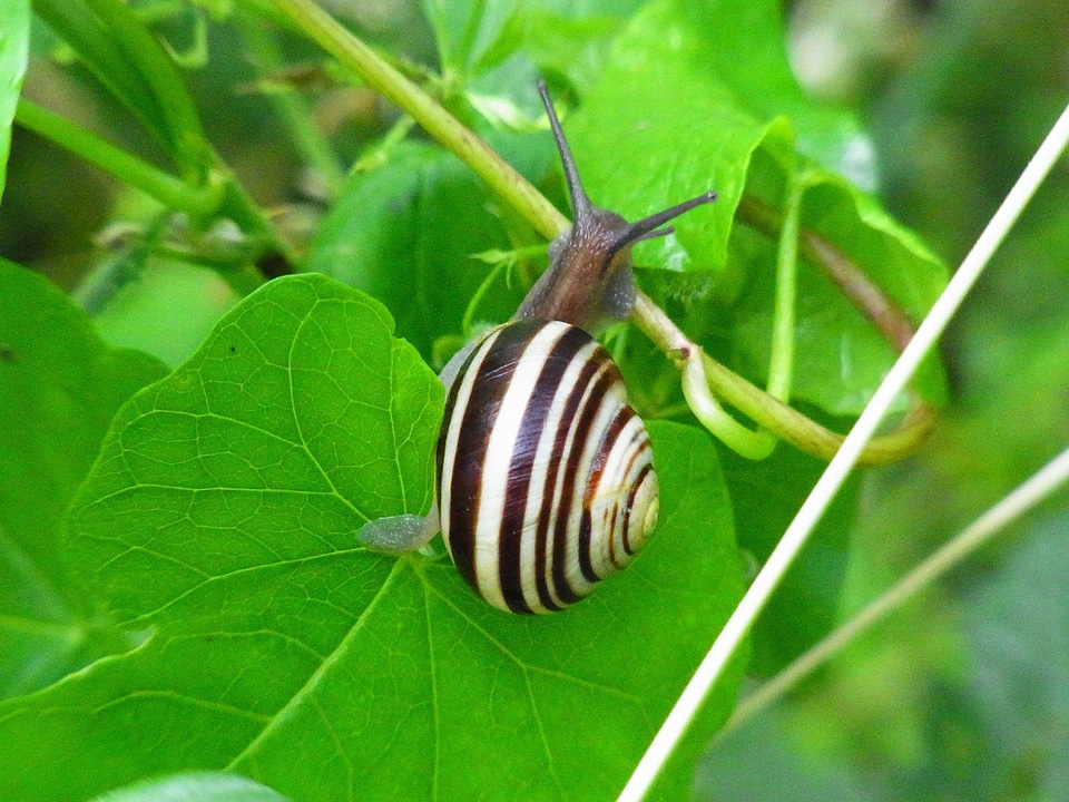 Animal mollusk nature