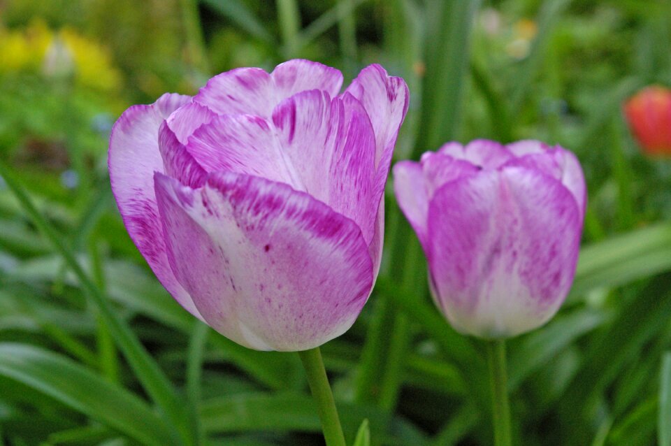 Spring nature flowers