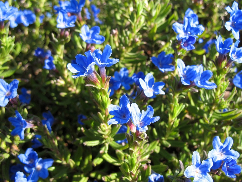 Floral flower flowers