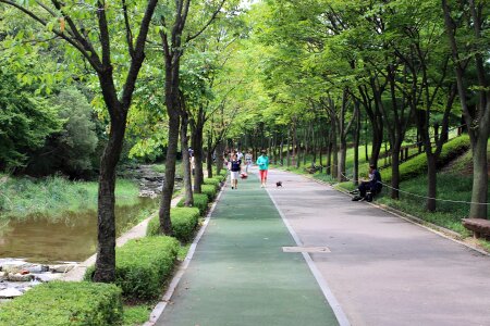 Wood forest jogging