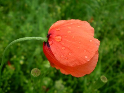 Red village plant
