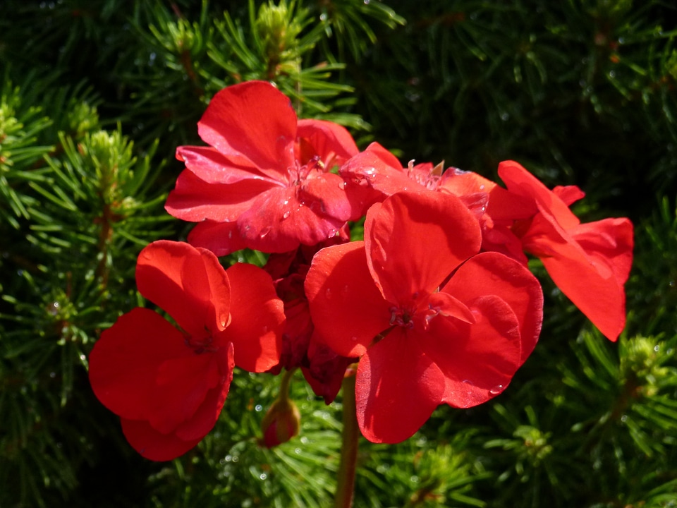 Floral blossom flora