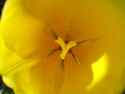 Macro nature petal