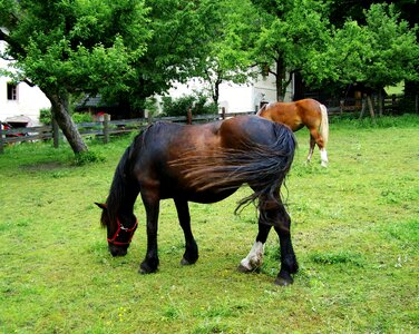 Grazing horse dark brown horse animal