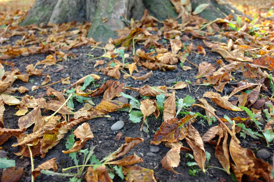 Landscape brown autumn