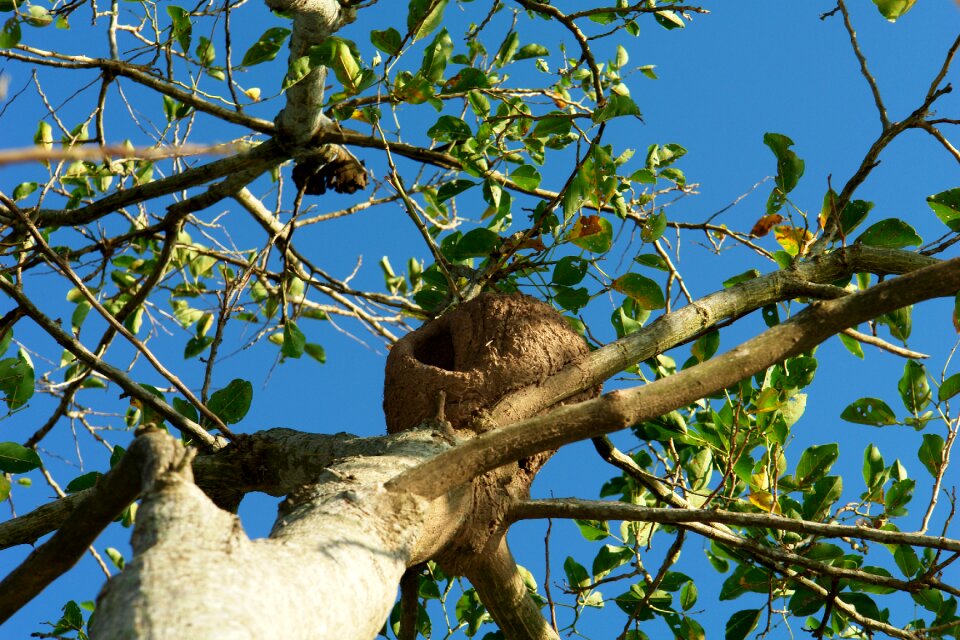 Tree rufous hornero wild