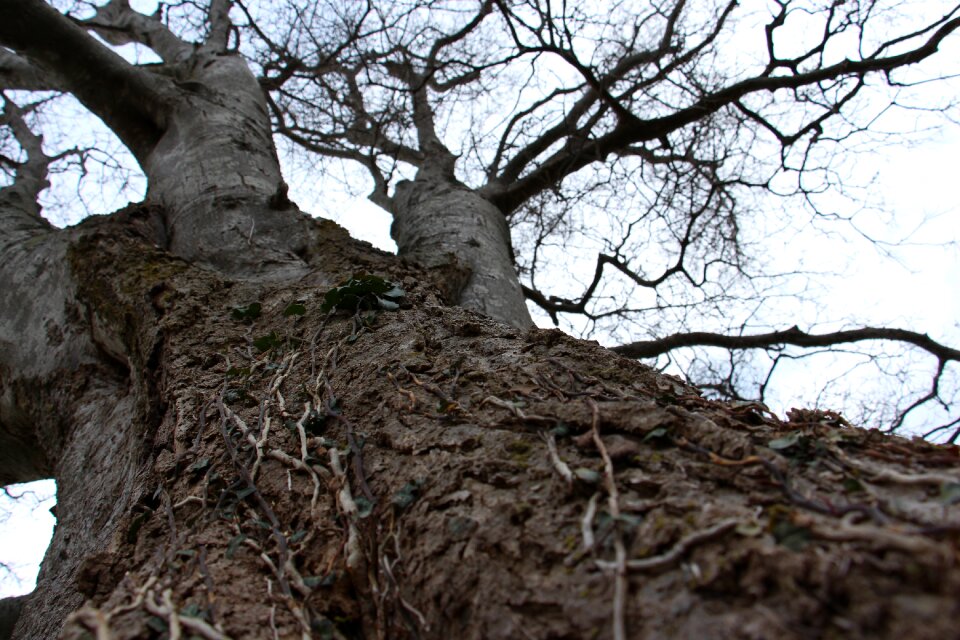 Trunk branches texture