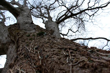 Trunk branches texture