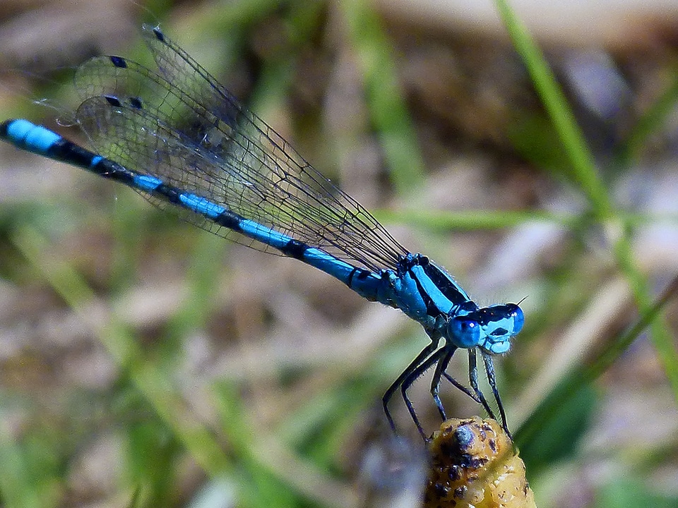 Blue nature wing