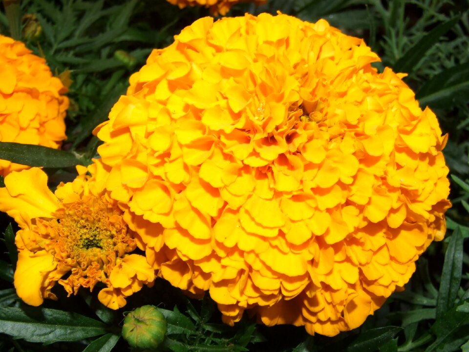 Plant nature fields