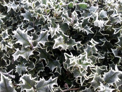 White snow frozen