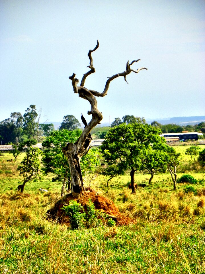 Goiânia brazil brazilian cerrado