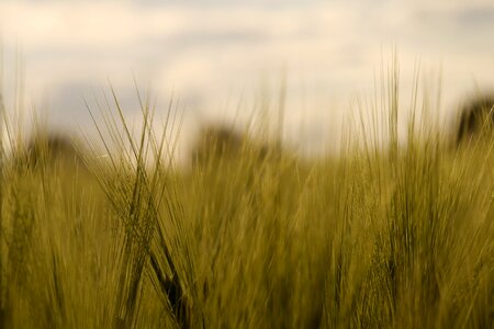 Cultivation green field photo