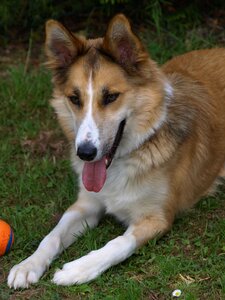 Dog and summer tongue pant photo