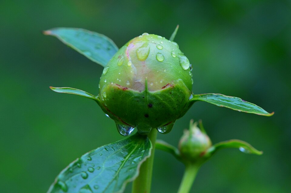 Drip raindrop nature