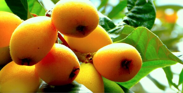 Fruit sicily nature