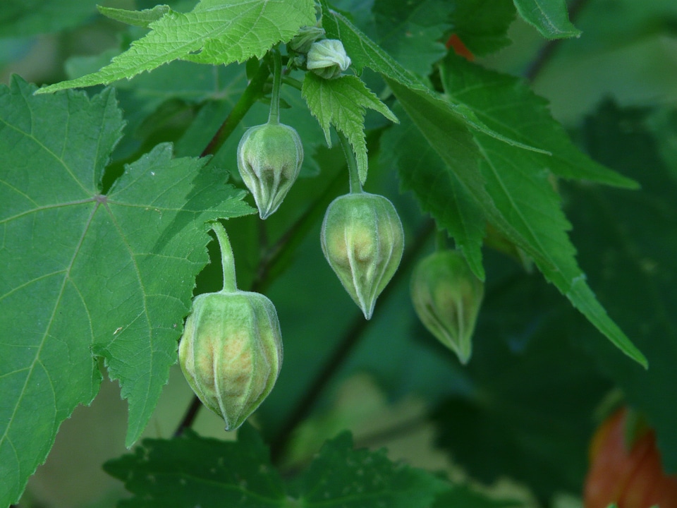 Malvaceae plant seeds