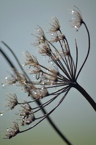 Beaded morgentau close up