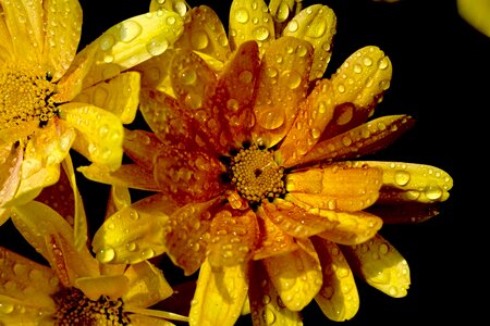Blossom bloom raindrop