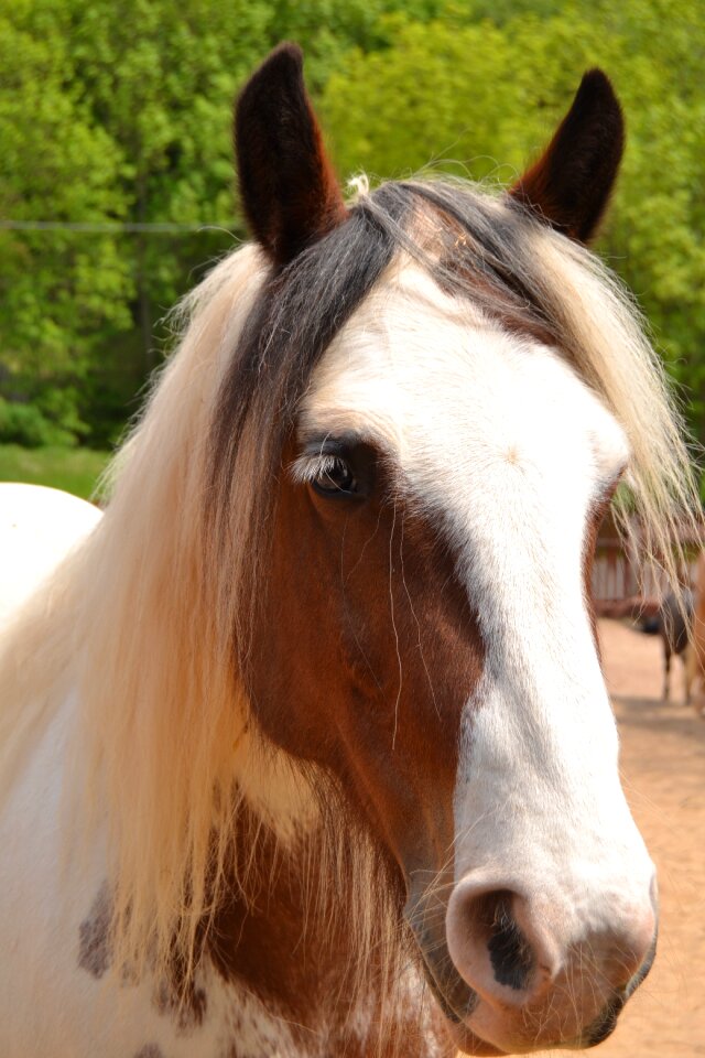Pferdeportrait animal horse head