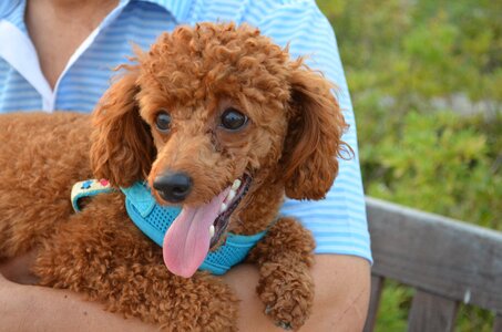 Puppy poodle pet