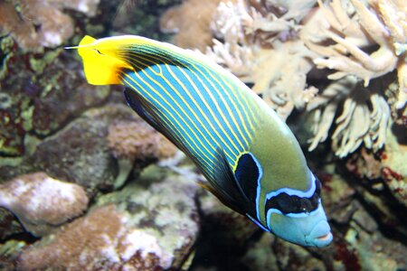 Aquarium salt water angelfish