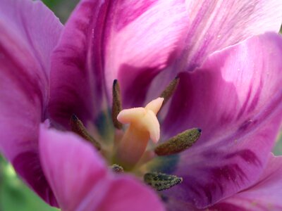 Flower violet eco photo