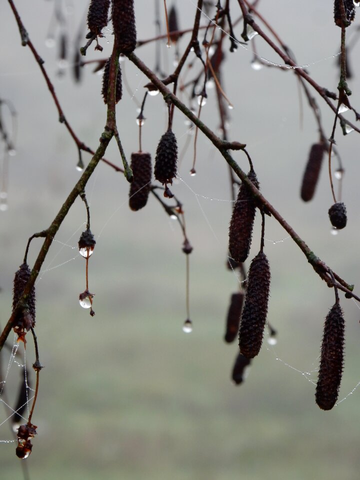 Kittens rain branches