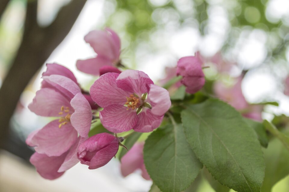 Spring branch garden