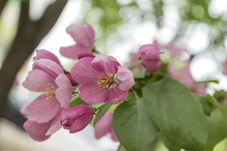 Spring branch garden photo