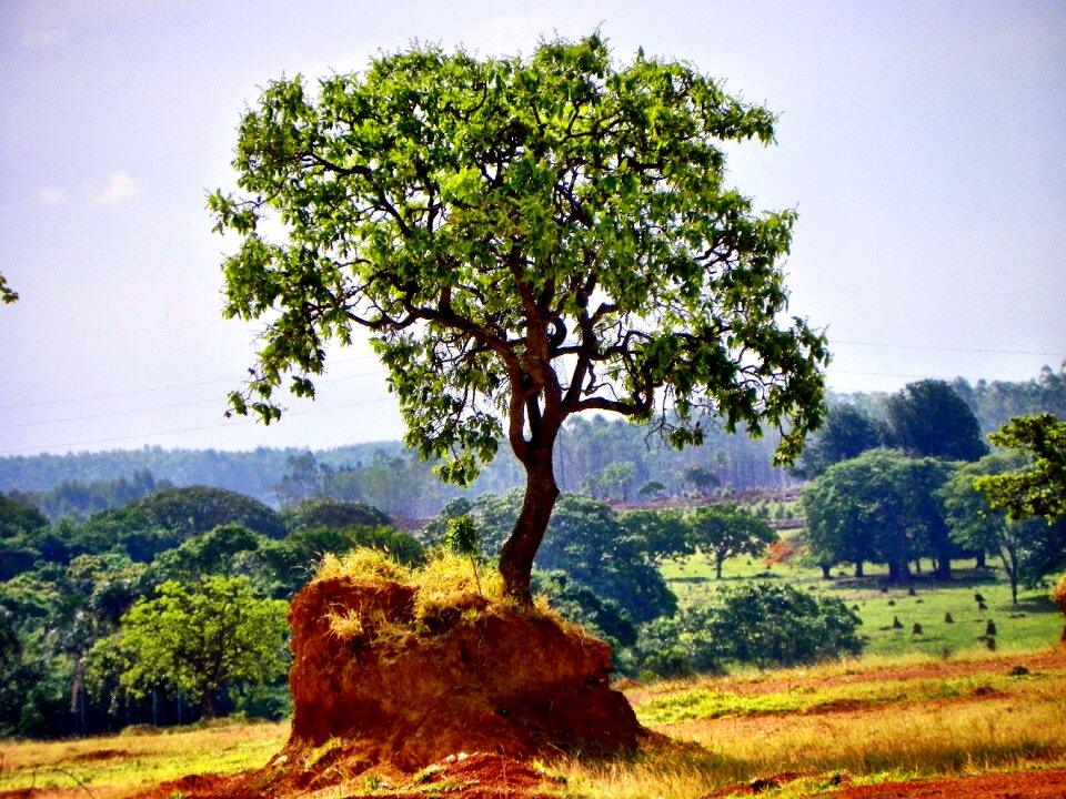 Goiânia brazil brazilian cerrado