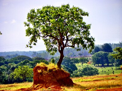 Goiânia brazil brazilian cerrado