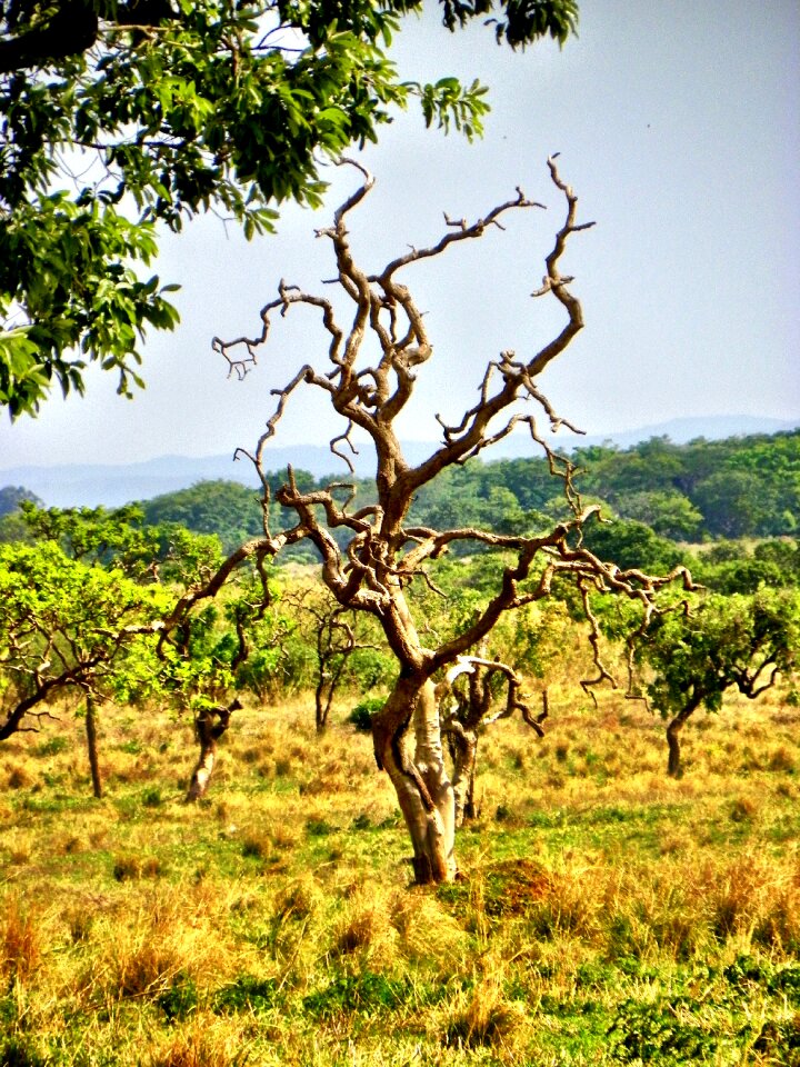 Goiânia brazil brazilian cerrado