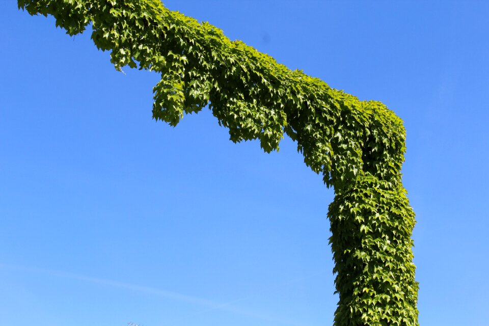 Plant plants leaf