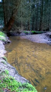 Bach landscape water