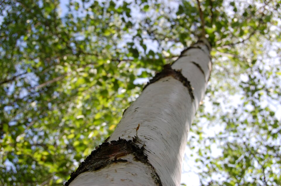 Natural green foliage