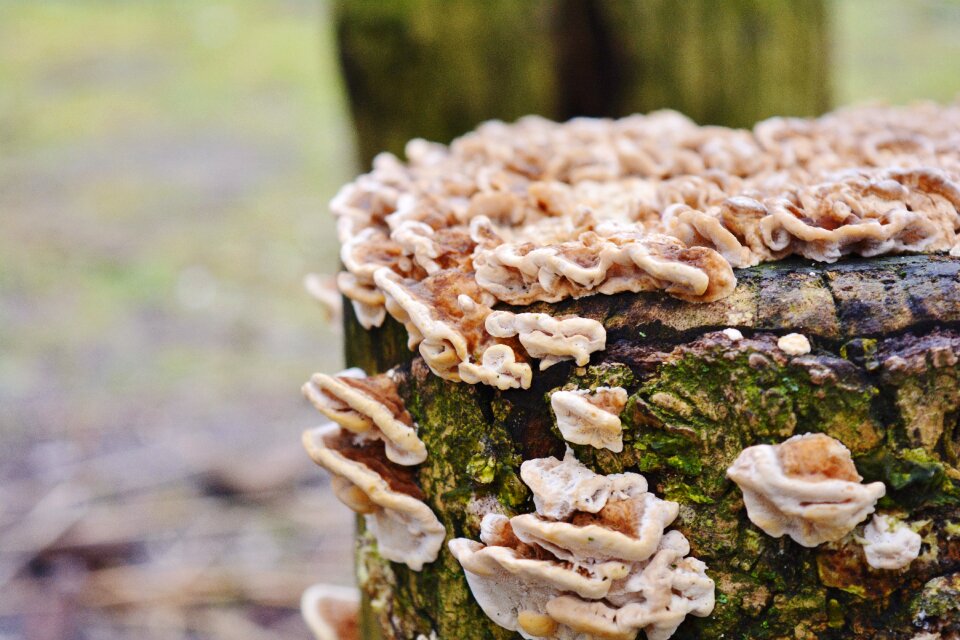 Mushroom forest nature