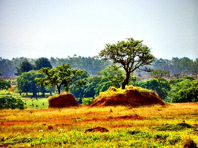 Goiânia brazil brazilian cerrado
