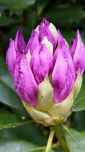 Water lily flower purple