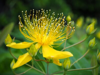 Flowers plant yellow flowers