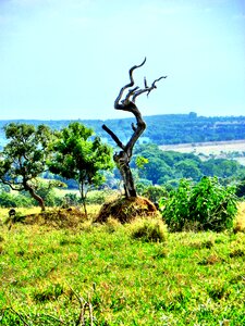 Goiânia brazil brazilian cerrado