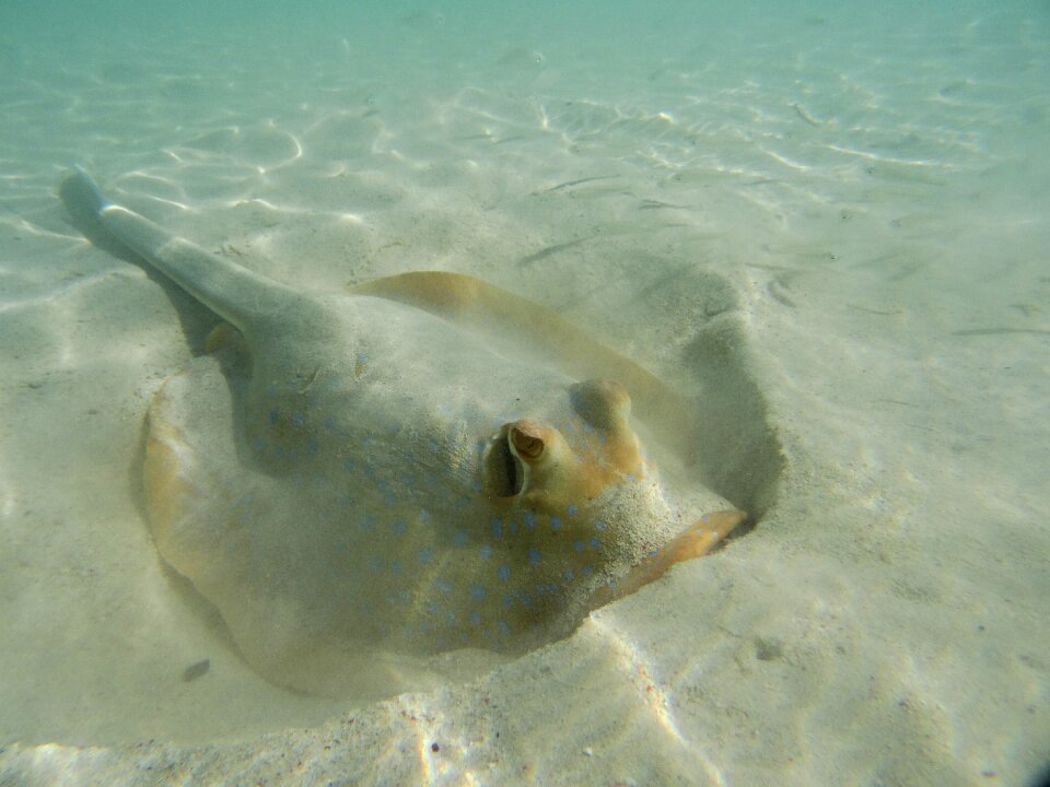 Fish marine life underwater
